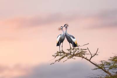 amboseli.jpg