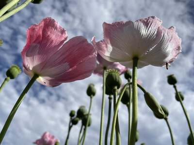 blumen.jpg