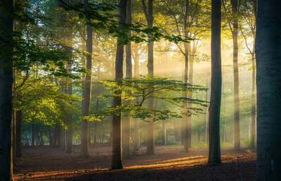 dutchforrest.jpg