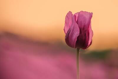 flower.jpg