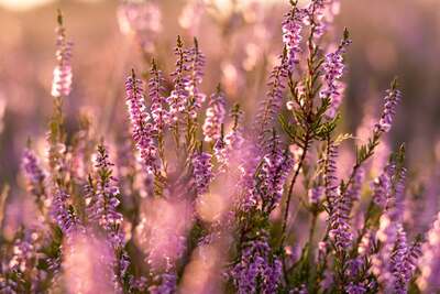 flowers.jpg