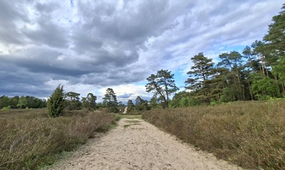 heide13.jpg
