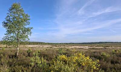 heide23.jpg