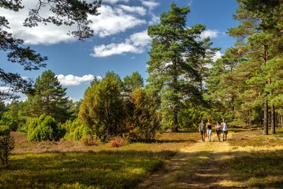 heide5.jpg
