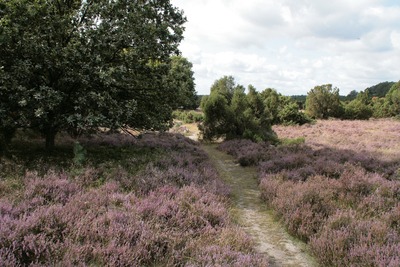 heide6.jpg