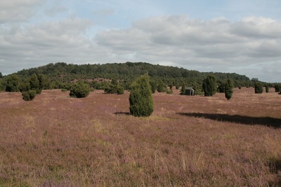 heide7.jpg