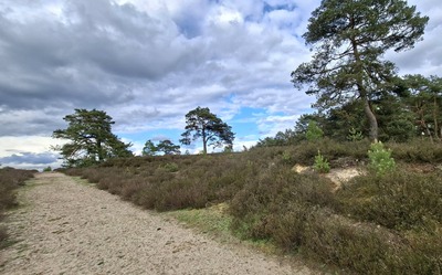 heide8.jpg
