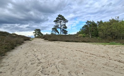 heide9.jpg