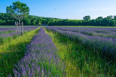 lavendel1.jpg