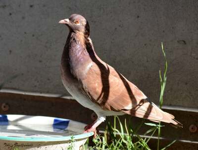 pigeon.jpg